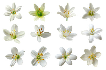  stunning collection of isolated white flowers. Isolated on transparent background, png