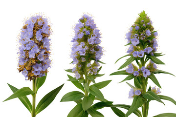 Obraz premium Three beautiful vibrant blue flowers in full bloom. Isolated on transparent background, png