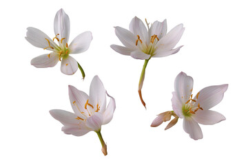 Naklejka premium Delicate White Flowers with Serene Beauty. Isolated on transparent background, png