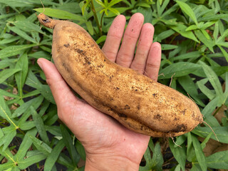 Farmer hand holding a Cilembu sweet potatoes or harvested yams with a green lush leaves background