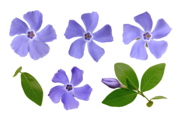 beautiful collection of periwinkle flowers and leaves in full bloom. Isolated on transparent background, png
