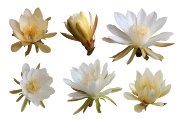 collection of beautiful Epiphyllum Oxypetalum flowers in full bloom. Isolated on transparent background, png