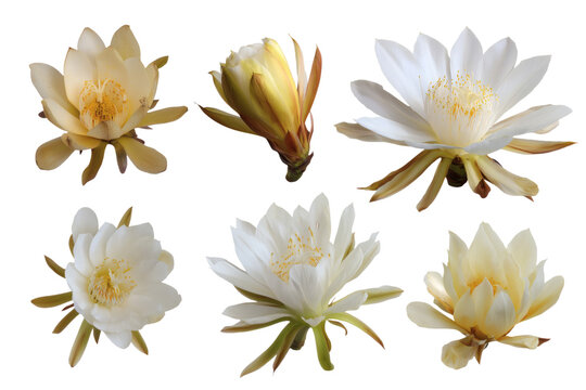 collection of beautiful Epiphyllum Oxypetalum flowers in full bloom. Isolated on transparent background, png