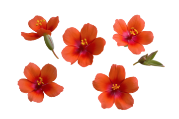 collection of beautiful orange flower blooms. Isolated on transparent background, png