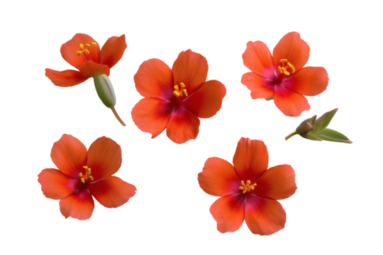collection of beautiful orange flower blooms. Isolated on transparent background, png