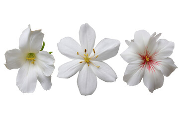 Three delicate white flowers displayed in a row. Isolated on transparent background, png
