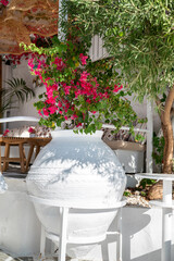 Pink Blooming Bougainvillea Tree on the street in Greece 