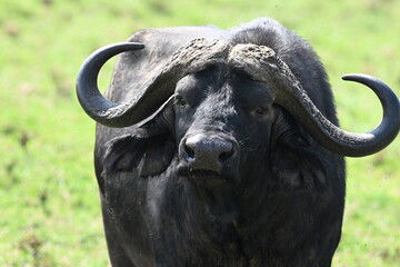 A Pretty Buffalo