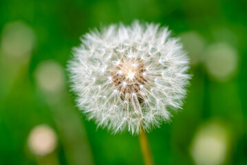Fototapeta premium Close-Up of Dandelion Seed Head