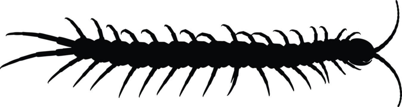 Silhouette of a centipede isolated on white background, highlighting its elongated body, numerous legs, and segmented structure, a fascinating example of arthropod anatomy