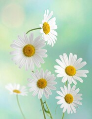 Fototapeta premium Gänseblümchen im Frühlingswind