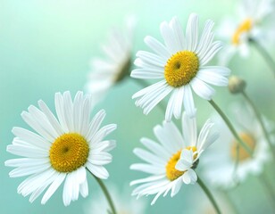 Naklejka premium Gänseblümchen im Frühlingswind