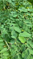 Obraz premium Close up photo of Kelor plant leaves texture or Moringa oleifera.