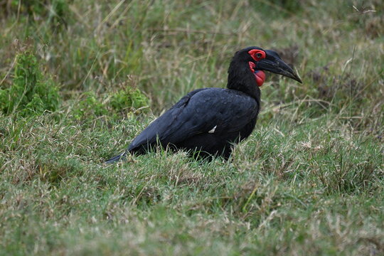 Southern Ground Hornbill (Bucorvus leadbeateri)