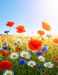 Obraz premium Wiesenblumen im Sommerlicht