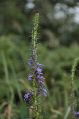 赤とんぼが止まるサワギキョウの花を見かけた夕刻の湿地帯