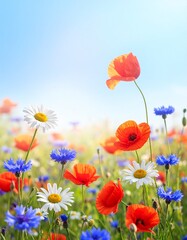 Fototapeta premium Wiesenblumen im Sommerlicht