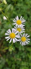 Fototapeta premium white daisy flower