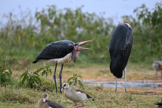Marabou Stork (Leptoptilos crumencifer) with a Worm in Mouth