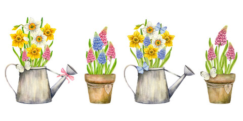 Bright flowers in garden pots and watering cans decorated with butterflies. Daffodils are white and yellow, muscari pink and blue, green leaves. Watercolor illustration for printing, postcards, poster
