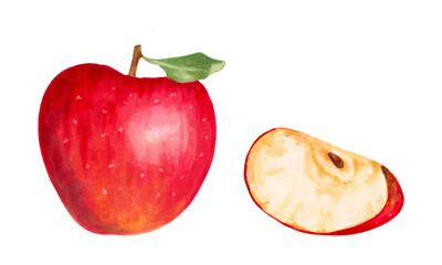 A whole red apple with a slice. Watercolor and marker illustration. Hand drawn isolated image. Harvesting. Production. Clipart with botanical natural fruits for food packaging, juice and jam.