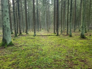 Tall pines grow in beautiful, orderly rows. Sunlight breaks through them and shadows fall on the ground, which is covered with a thick layer of pine needles