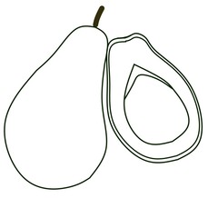avocado vector illustration