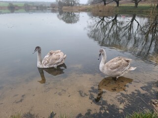 Group of swans swimming in the water - Gray swan
