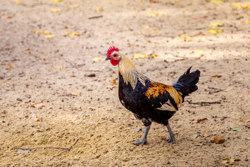 A rooster with bright plumage