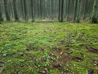 Tall pines grow in beautiful, orderly rows. Sunlight breaks through them and shadows fall on the ground, which is covered with a thick layer of pine needles