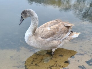 Young grey swan (cygnet) swimming in a pond with scattered feathers on the water surface