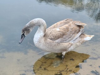 Young grey swan (cygnet) swimming in a pond with scattered feathers on the water surface