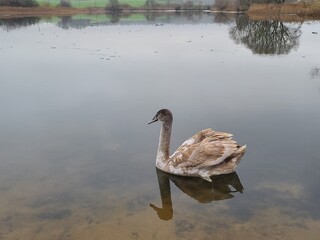 Young grey swan (cygnet) swimming in a pond with scattered feathers on the water surface