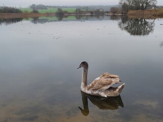 Young grey swan (cygnet) swimming in a pond with scattered feathers on the water surface