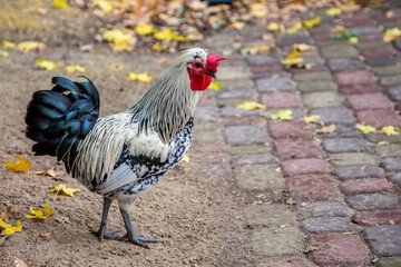 Rooster Sebright