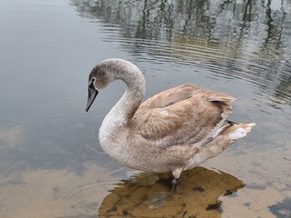 Young grey swan (cygnet) swimming in a pond with scattered feathers on the water surface