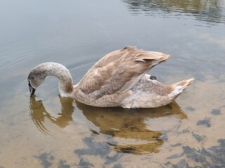 Young grey swan (cygnet) swimming in a pond with scattered feathers on the water surface