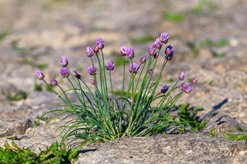 Wilder Schnittlauch (Allium schoenoprasum)