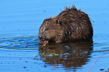 Europäischer Biber (Castor fiber) an der Elbe