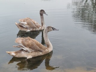Group of swans swimming in the water - Gray swan