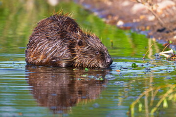 Europäischer Biber (Castor fiber) an der Elbe