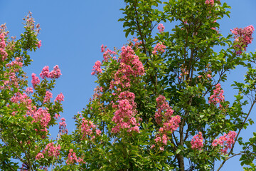 Tall blooming Сrape myrtle tree (Lagerstroemia indica) covered in vibrant pink flowers and lush green leaves, standing out against bright blue sky. Public landscape park Krasnodar or Galitsky park