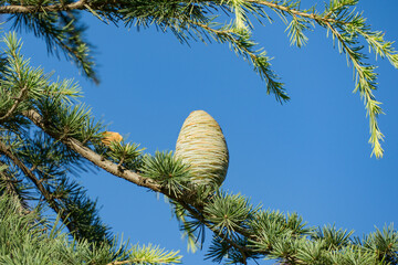 Close-up of Blue Atlas Cedar (Cedrus Atlantica Glauca tree) branch with large, elongated cone and green needles, framed against clear blue sky