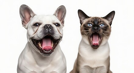 French bulldog and siamese cat with open mouths and wide eyes on white background