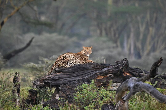 Leopard in Savannah