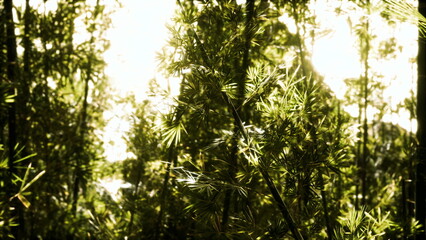Golden sunlight filters through lush bamboo leaves, creating a tranquil atmosphere in the heart of a peaceful forest. Natures symphony enchants all who wander here.