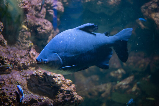 Colossoma macropomum is a species of freshwater ray-finned fish in the subfamily Serrasalminae, the family Characidae, the only species in the genus Colossoma. 