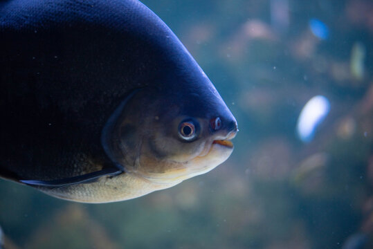 Colossoma macropomum is a species of freshwater ray-finned fish in the subfamily Serrasalminae, the family Characidae, the only species in the genus Colossoma. 
