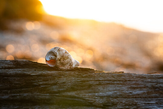 Seashell on driftwood