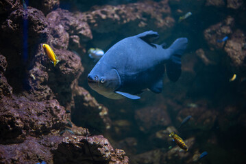 Colossoma macropomum is a species of freshwater ray-finned fish in the subfamily Serrasalminae, the family Characidae, the only species in the genus Colossoma. 